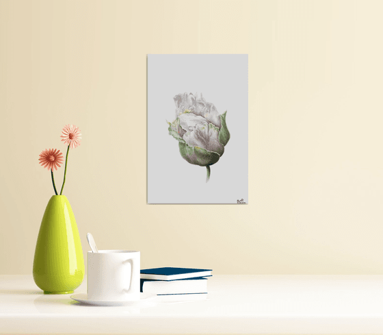 Tender white peony