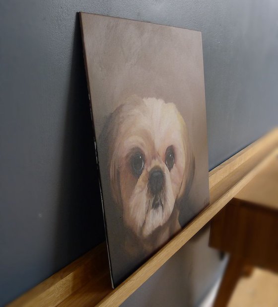 Shih Tzu Dog Portrait