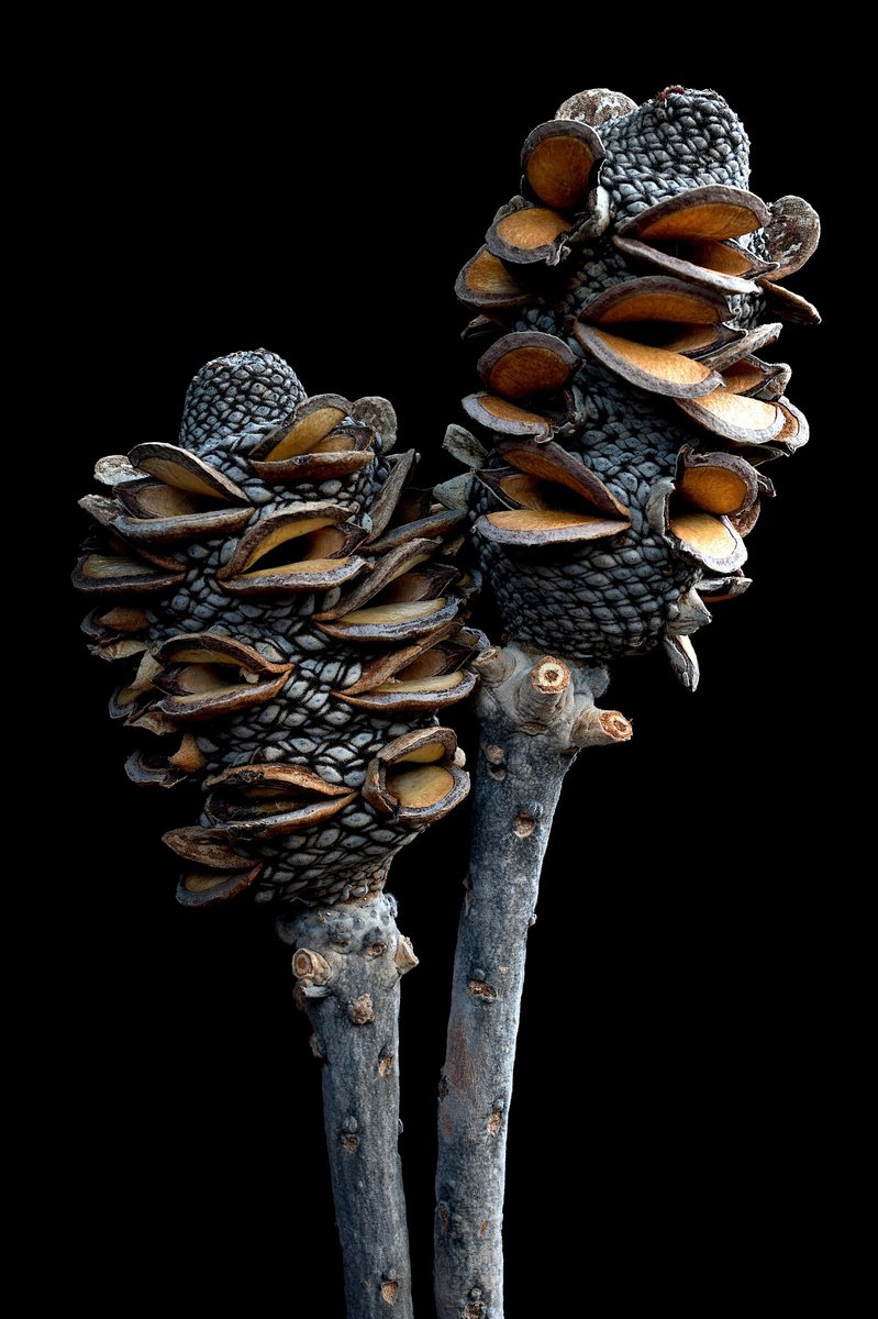 Banksia Pods by Nadia Culph