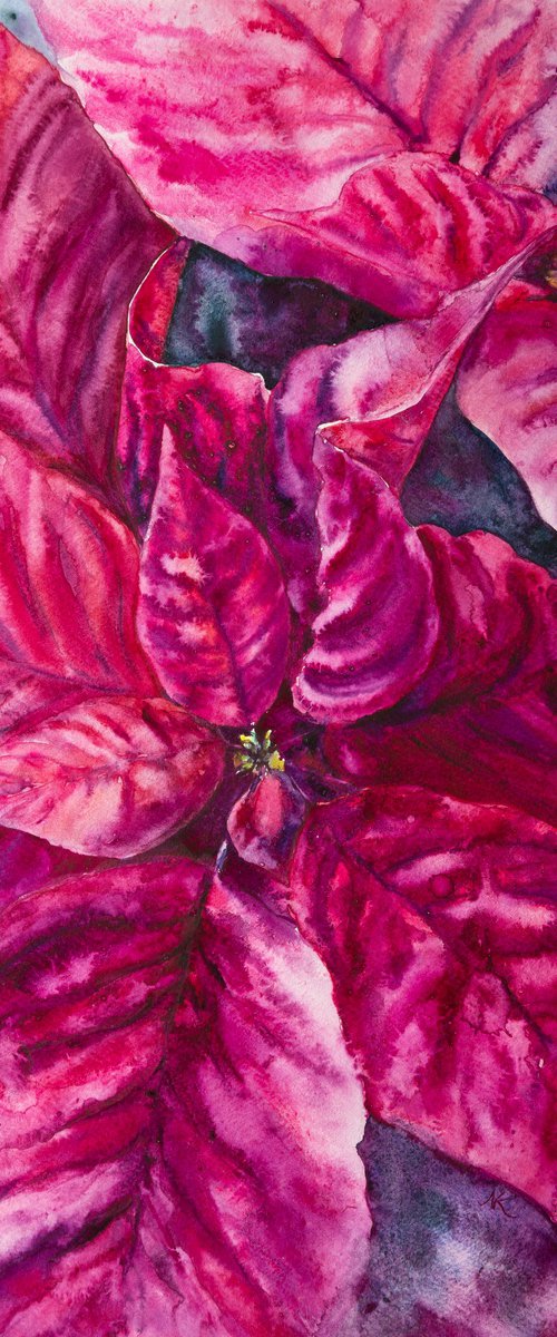 Poinsettia magenta flower by Kateryna Nazarenko