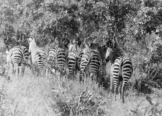 Find a Zebra