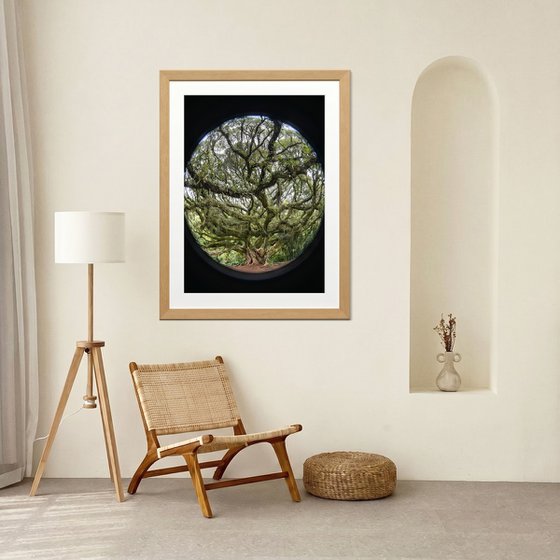 Tree of Life