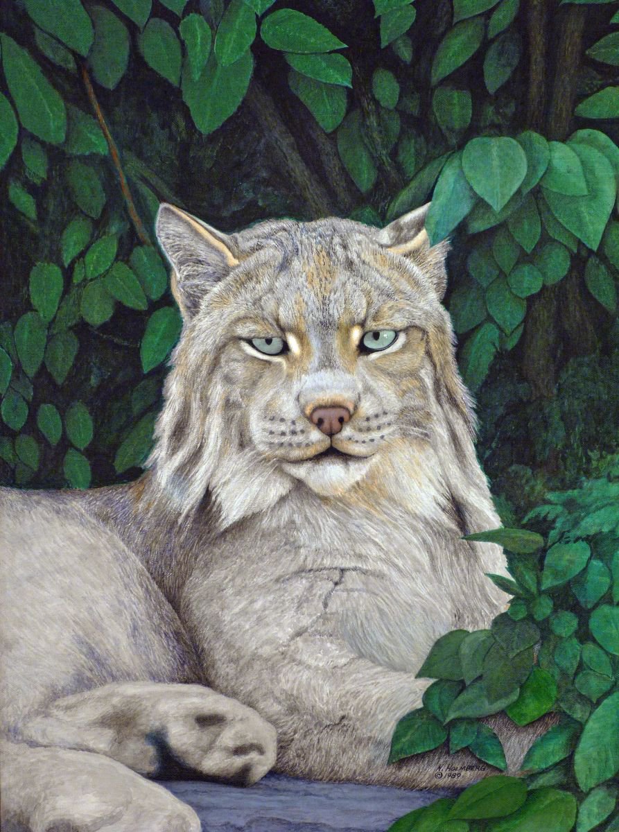 Lynx by Norman Holmberg