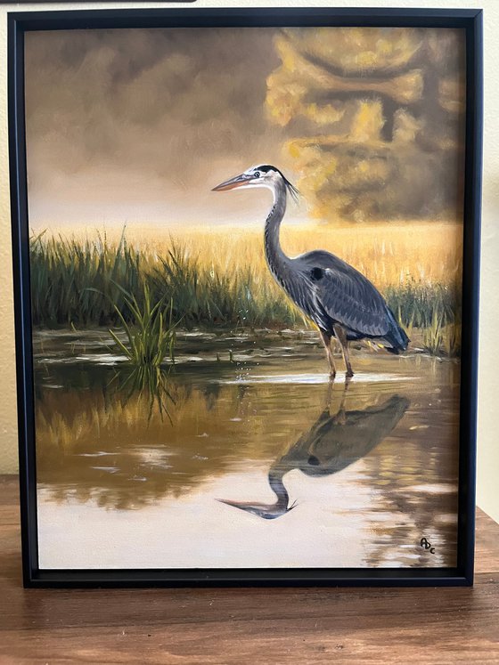 Great Blue Heron on Marsh