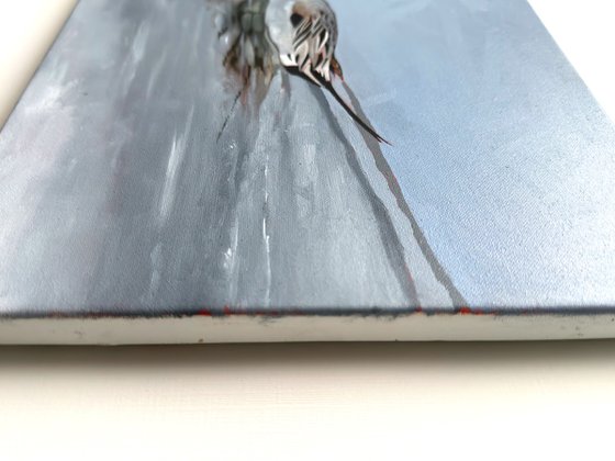Pintail Duck