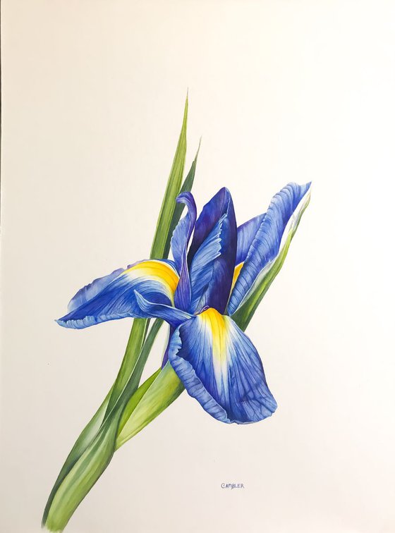 Blue Iris