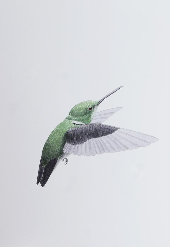 Hummingbird back sketch