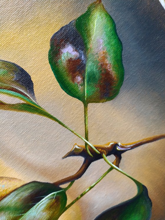 Harvest of light