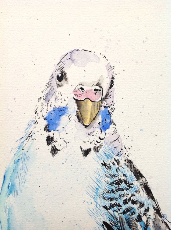 Blue and White Budgerigar