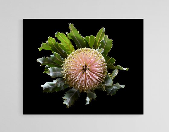 Banksia Flower