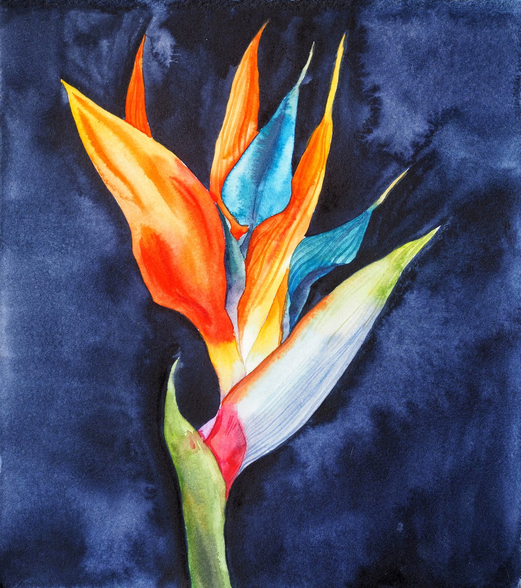 Strelitzia on blue-black velvet, vol.1 - original watercolor artwork, flower on black by Delnara El