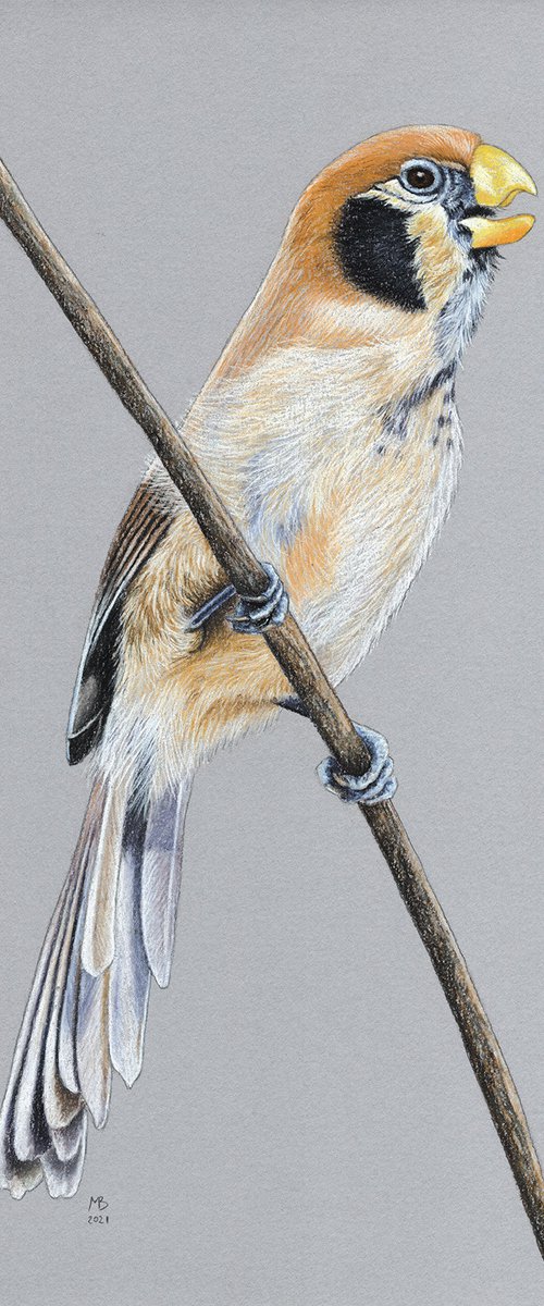 Spot-breasted Parrotbill by Mikhail Vedernikov