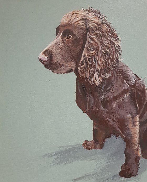 Rugger the Chocolate Cocker Spaniel