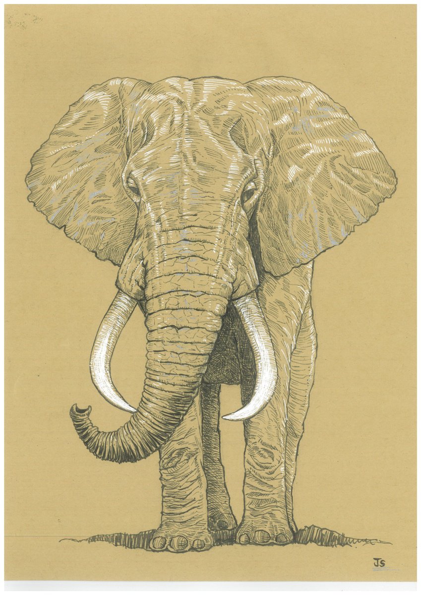 Elephant by Jenny Sze