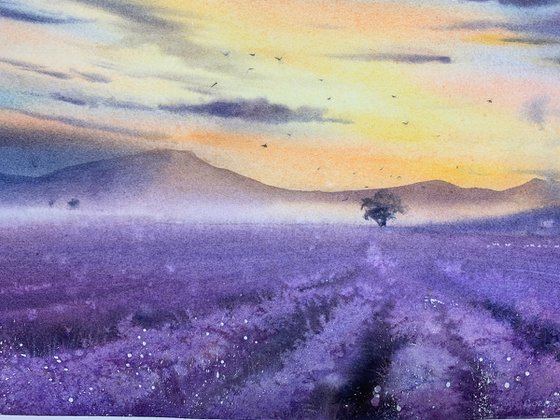 lavender field