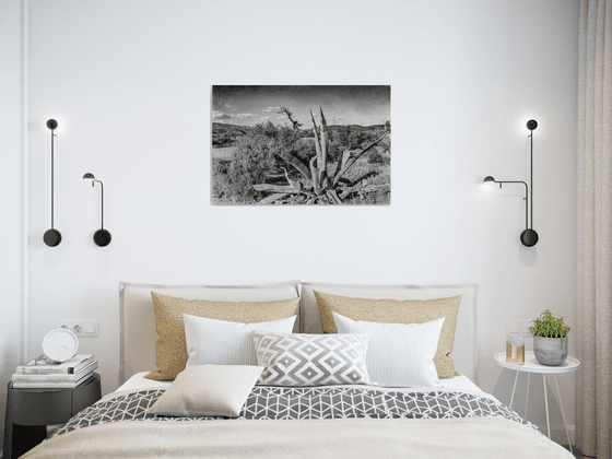 Paysage désertique au Cactus (Piezography)