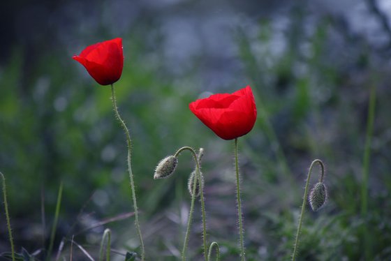 Poppies in May