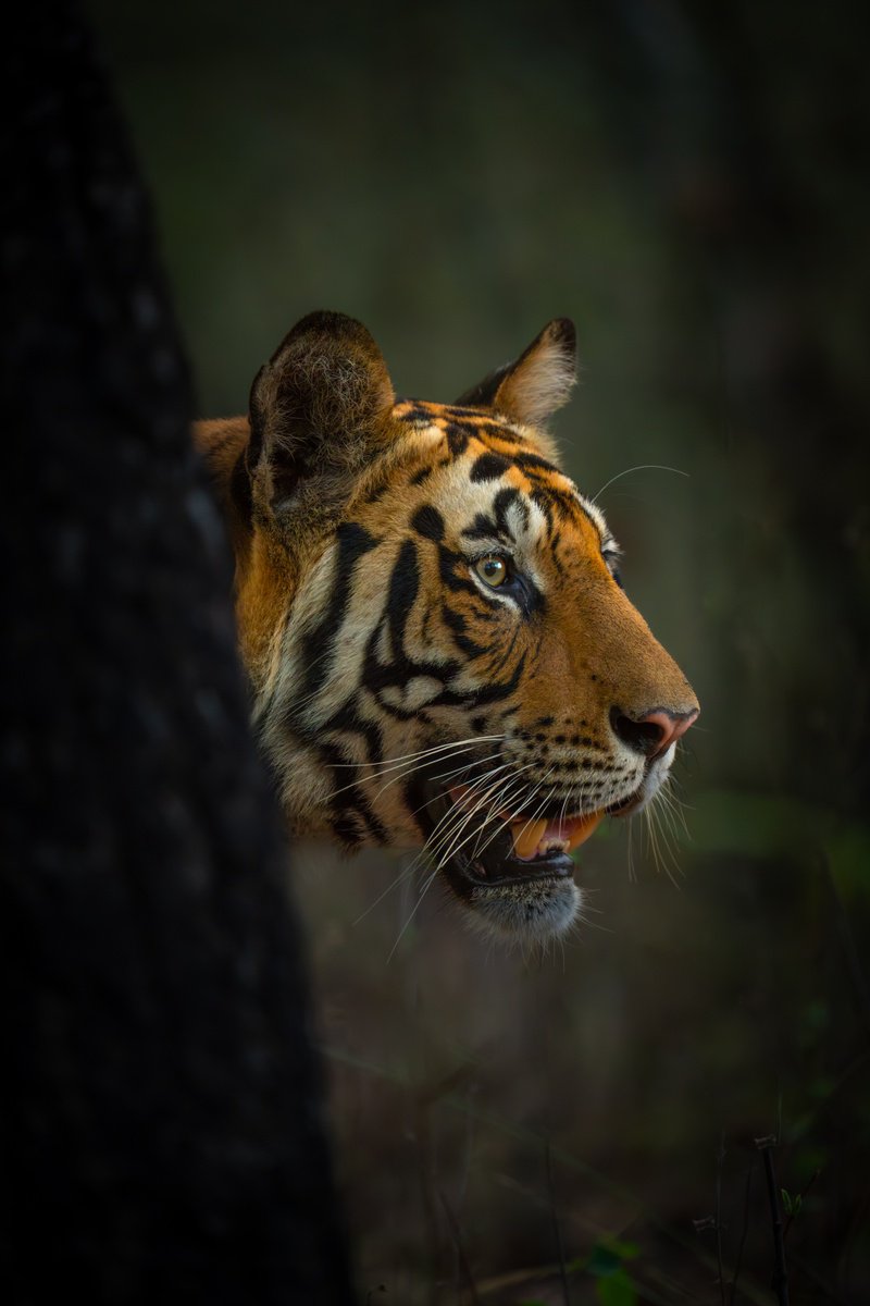 The Eye of the Tiger by Nick Dale