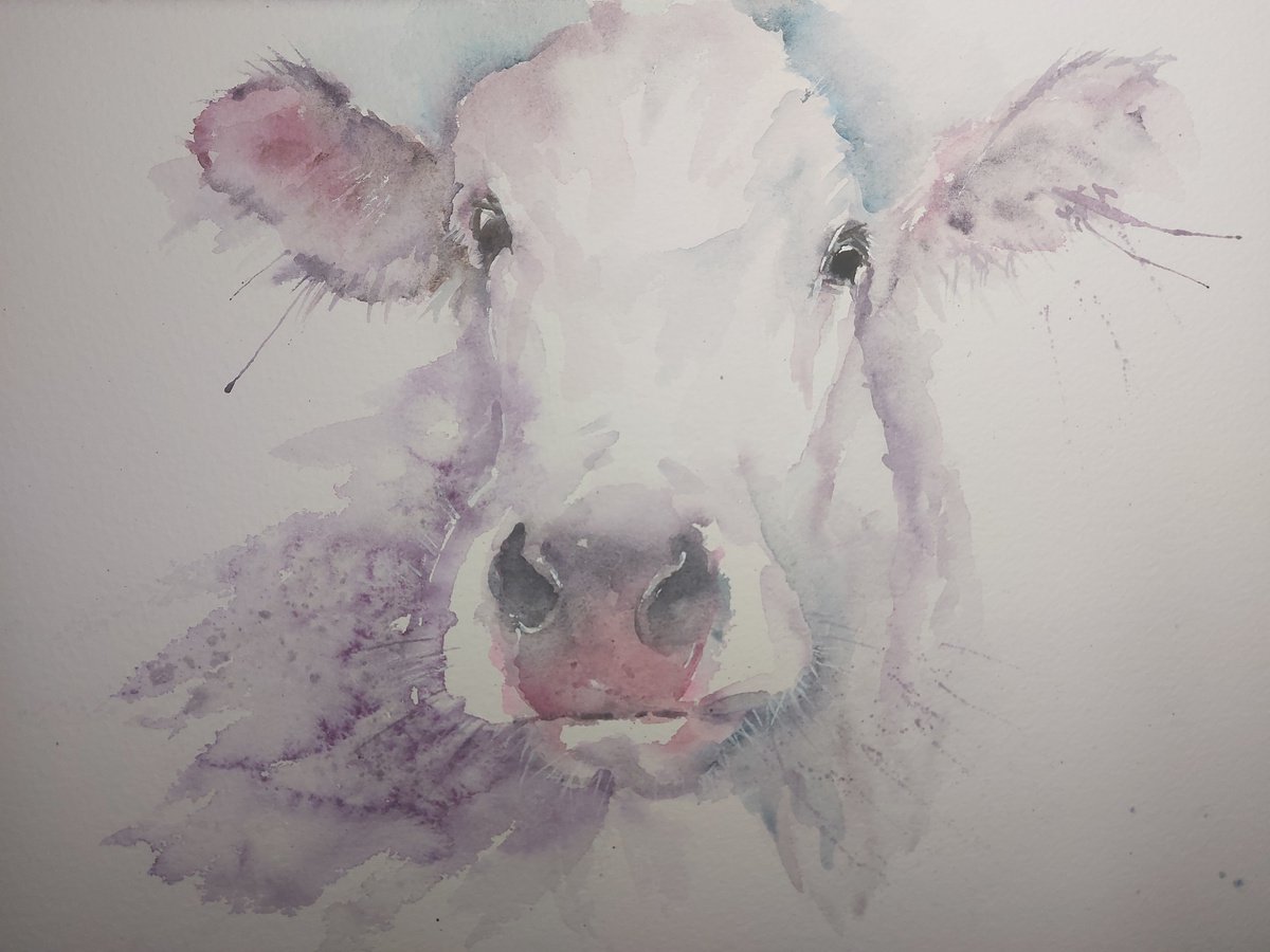Cow portrait by Sue Green