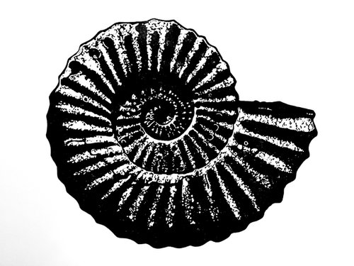 Ammonite single colour (black on white) by Ieuan Edwards