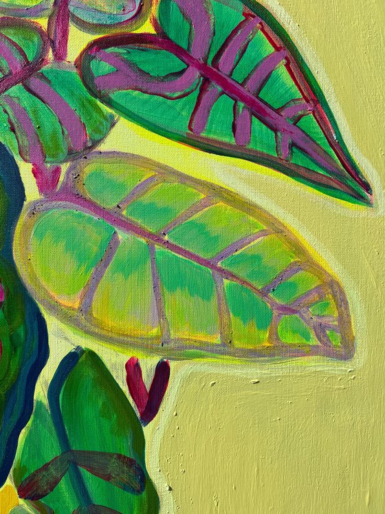 Alocasia Study IV