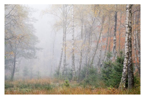 November Birches II