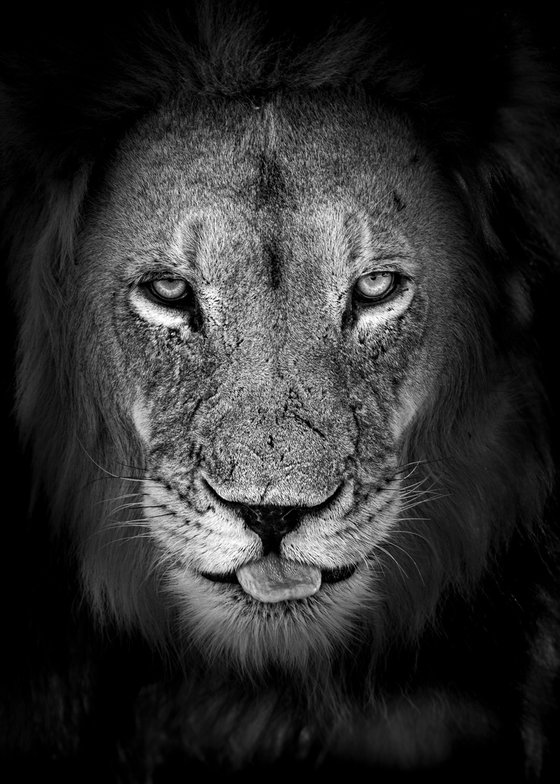 #2 - Lion Portrait