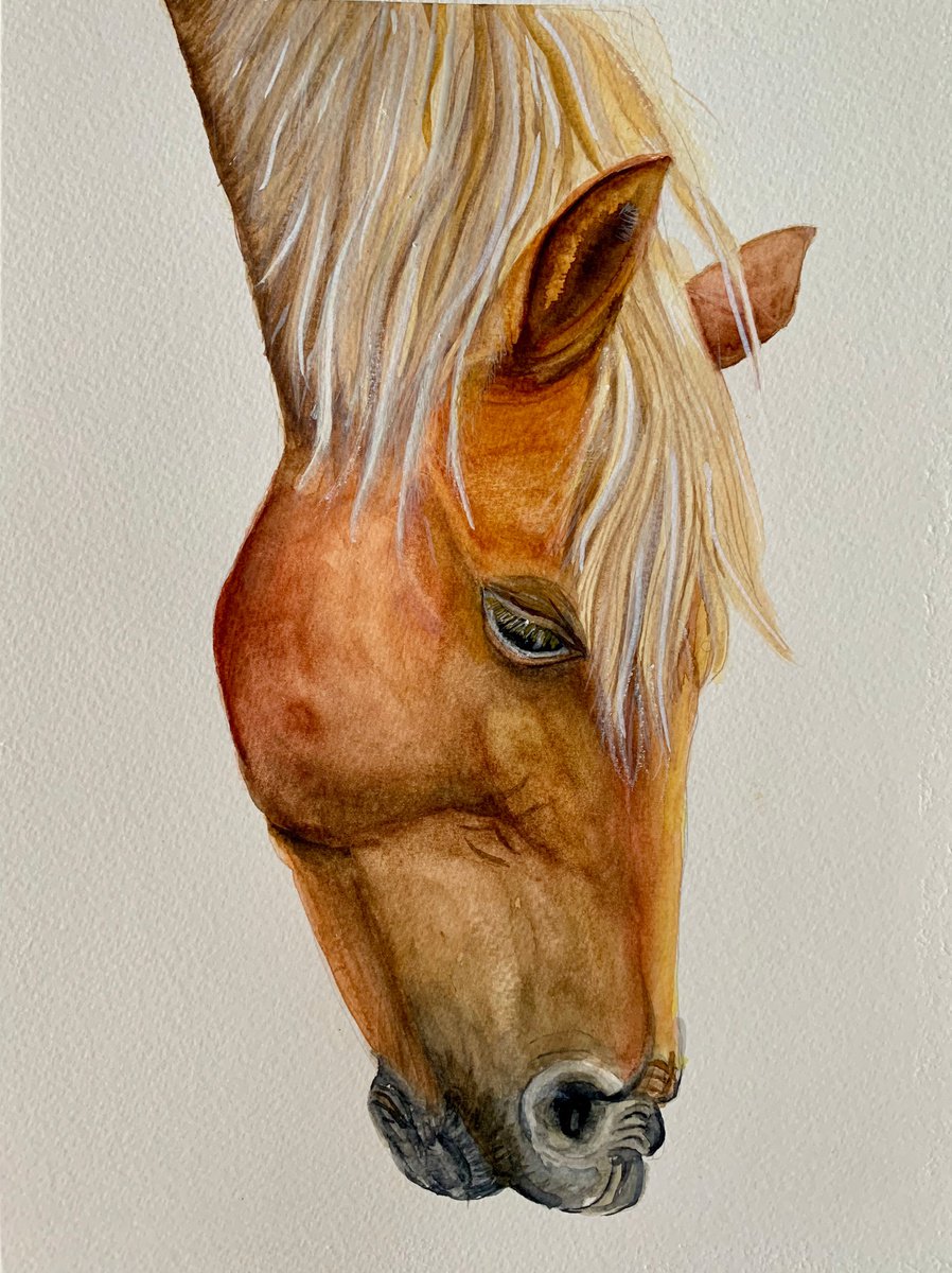 Horse by Lucia Kasardova