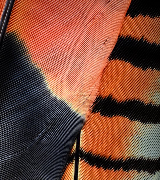 Red - Tailed Cockatoo Feathers