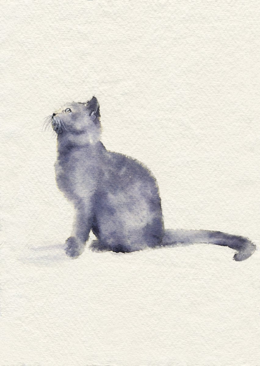 Cat by Doriana Popa