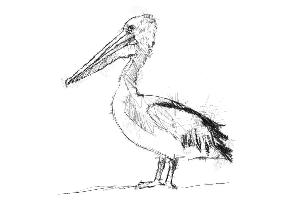 Pelican by Sean Briggs