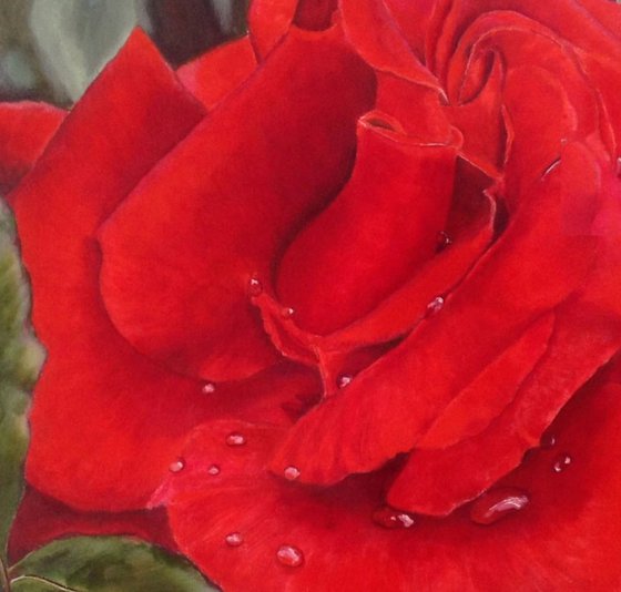 Scarlet rose close up