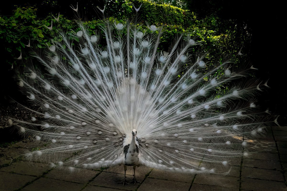Photorealistic Animal Photograph By Martin Fry, 21 X 15", White Peacock, Original Artwork
