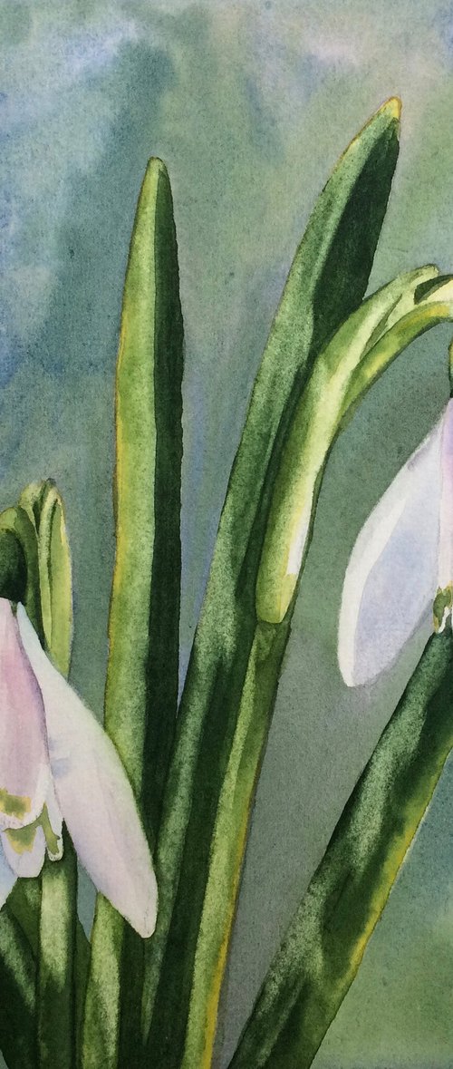 Snowdrops by Silvie Wright
