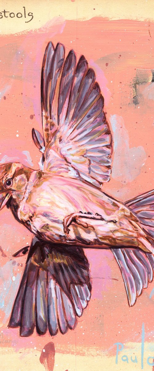 House sparrow by Paul Ward