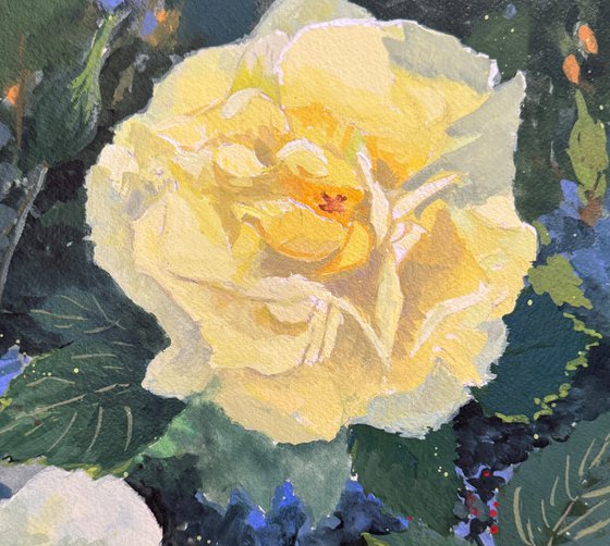 Yellow Rose