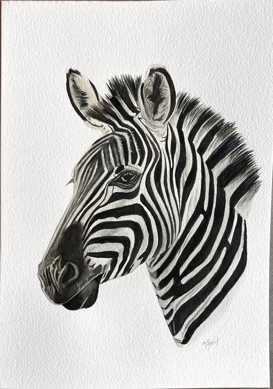 Zebra