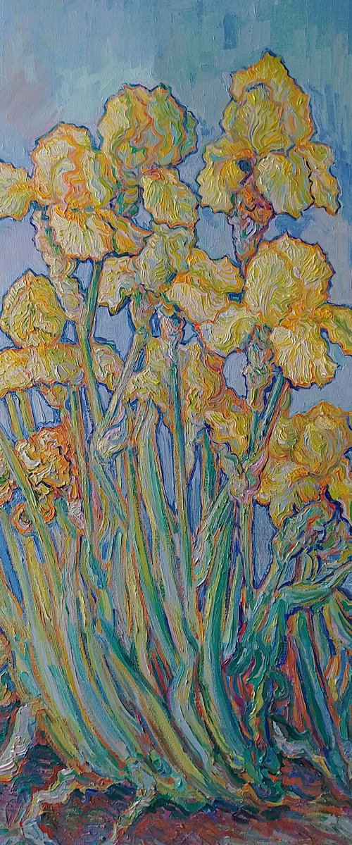 Yellow bearded Irisis by Nigel Dickerson