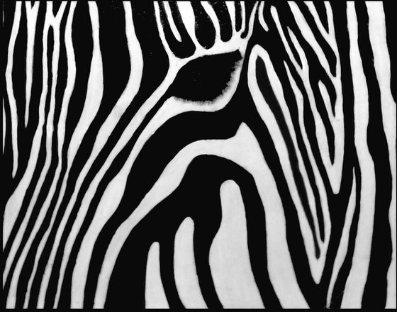 Zebra 13