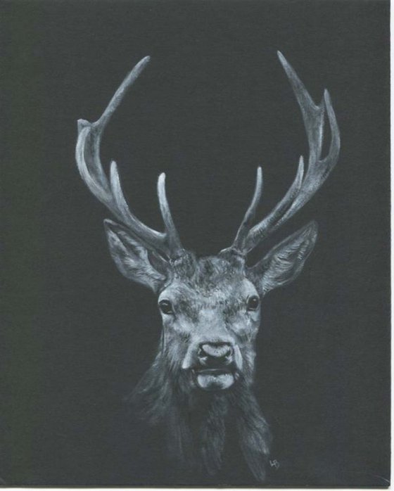 Red Deer stag