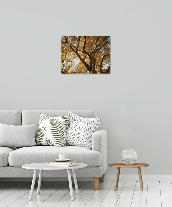 Autumn Canopy