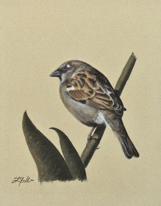 Little Sparrow