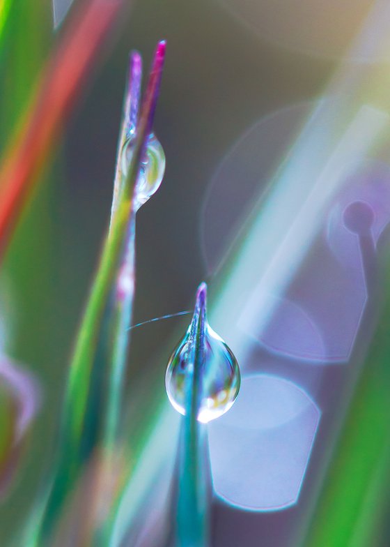 Rainbow walkers - studio edition