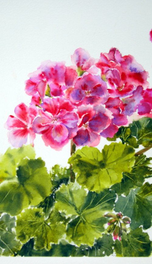 Blooming pelargonium by Elena Gaivoronskaia