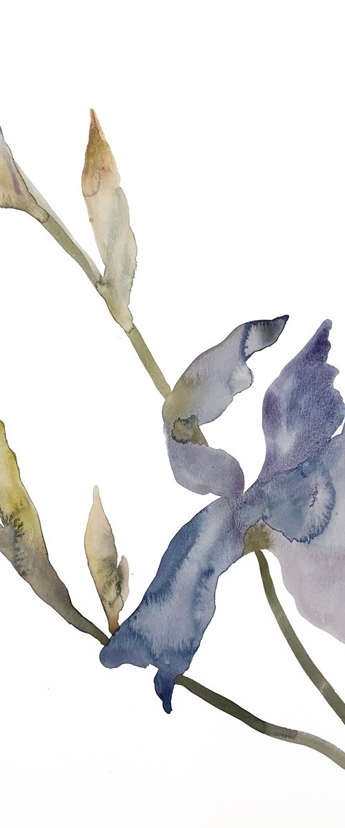 Iris No. 170 by Elizabeth Becker