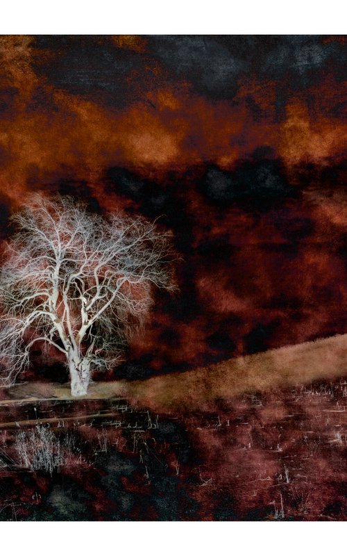 Ghost Tree - 24 x 16" -  After Series by Brooke T Ryan