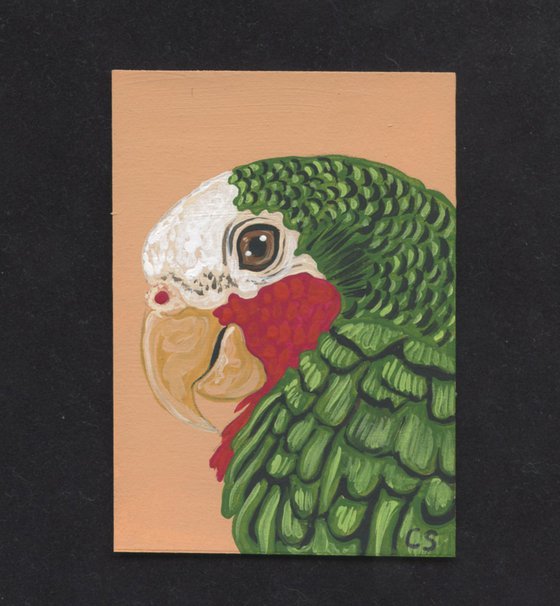 ACEO ATC Original Miniature Painting Cuban Amazon Parrot Pet Bird Art-Carla Smale