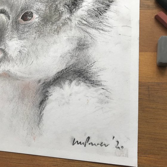 Charcoal  Koala #03