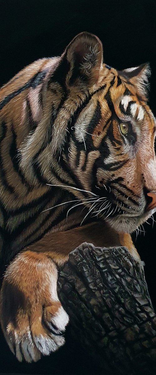Sumatran Tiger Portrait by Silvia Frei