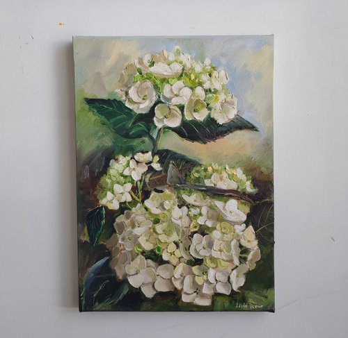 White hydrangea flower by Leyla Demir